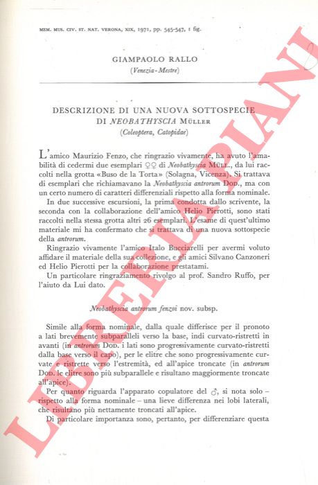 RALLO Giampaolo - - Descrizione di una nuova sottospecie di Neobathyscia Muller (Coleoptera Catopidae) .