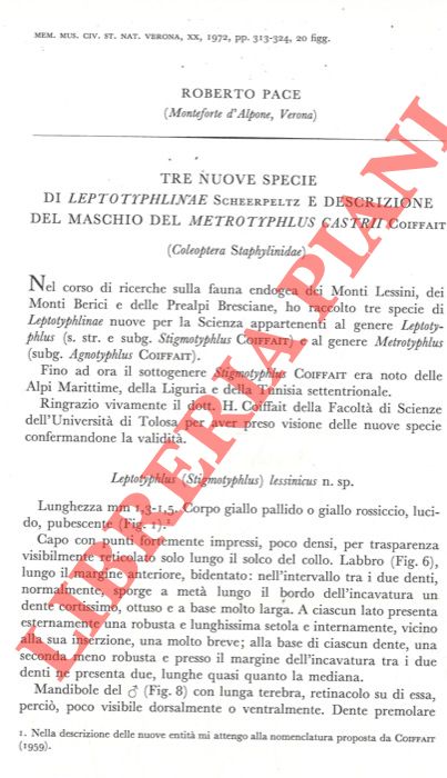 PACE Roberto - - Tre nuove specie di Leptotyphlinae Scheerpelitz e descrizione del maschio del Metrotyphlus castrii Coiffait (Coleoptera Staphylinidae) .