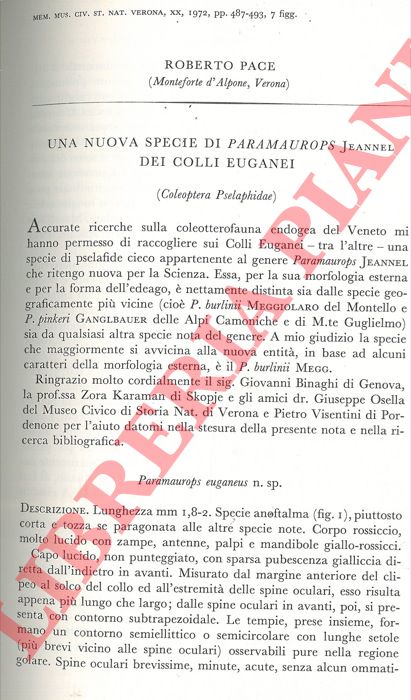 PACE Roberto - - Una nuova specie di Paramaurops Jeannel dei Colli Euganei (Coleopterea Pselaphidae) .