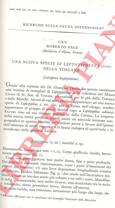 PACE Roberto - - rche sulla fauna appenninica. Una nuova specie di Leptotyphlus Fauvel della Toscana (Coleoptera Staphylinidae) .