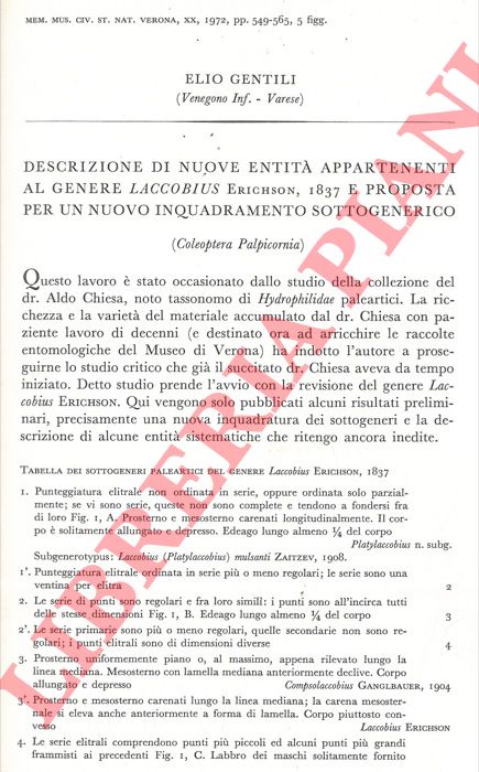 GENTILI Elio - - Descrizione di alcune entit appartenenti al genere Laccobius Erichson, 1837 e proposta per un nuovo inquadramento sottogenerico (Coleoptera Palpicornia) .