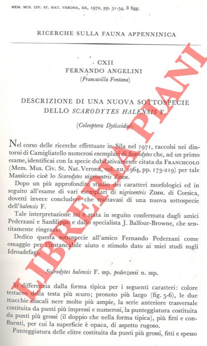 ANGELINI Fernando - - Ricerche sulla fauna appenninica. Descrizione di una nuova sottospecie dello Scarodytes halensis F. .
