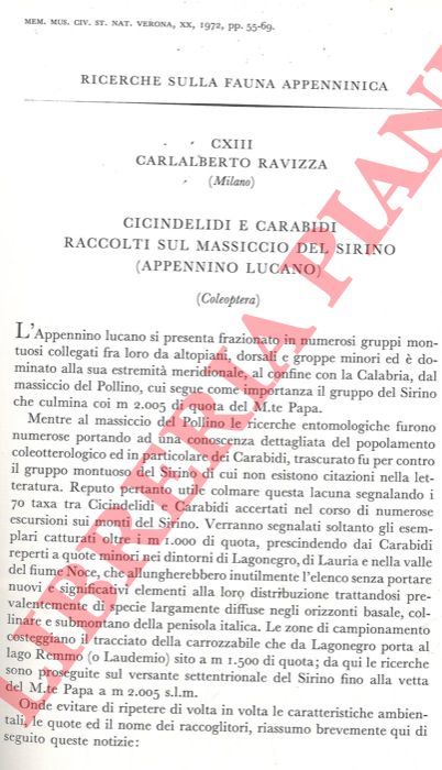 RAVIZZA Carlalberto - - Ricerche sulla fauna appenninica. Cicindelidi e Carabidi raccolti sul massiccio del Sirino (Appennino Lucano) .
