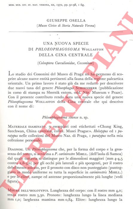 OSELLA Giuseppe - - Una nuova specie di Phloeophagosoma Wollaston della Cina centrale (Coleoptera Curculionidae, Cassoninae) .