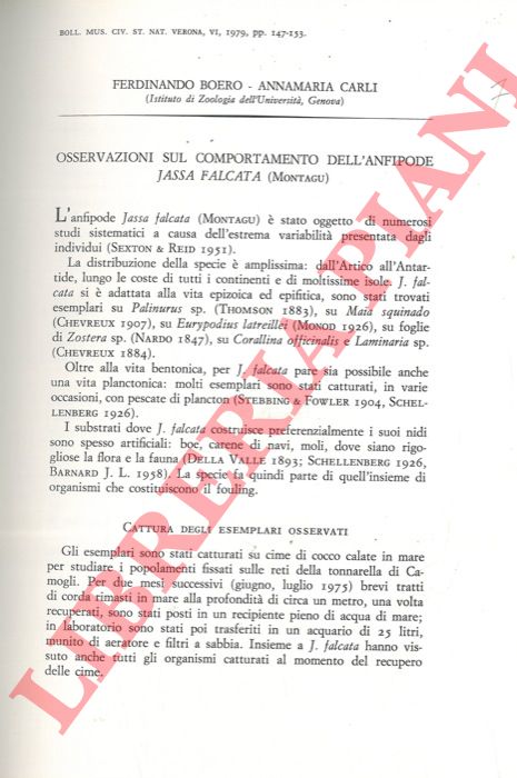BOERO Ferdinando - CARLI Annamaria - - Osservazioni sul comportamento dell'anfipode Jassa falcata (Montagu) .