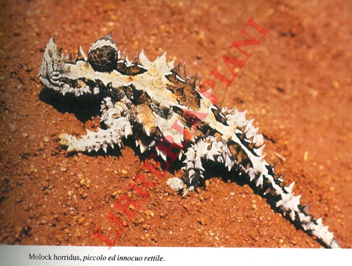 BORTOLOTTI Giovanna - - L'oro del Nord: commerci e diffusione dell'ambra nell'antichit.