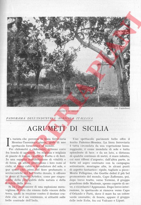 GIRARDI Giovanni - - Agrumeti di Sicilia.