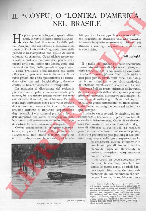 RONNA Ernesto - - Il 'Coypu' o 'Lontra d'America' nel Brasile.