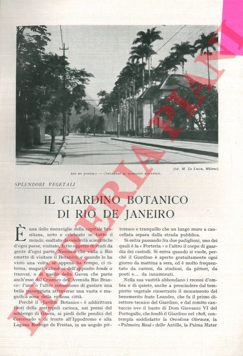 TEGANI Ulderico - - Il giardino botanico di Rio de Janeiro.