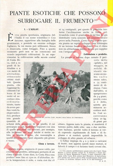 RAZETO Enea - - Piante esotiche che possono surrogare il frumento.