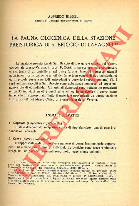 RIEDEL Alfredo - - La fauna olocenica della stazione preistorica di S. Briccio di Lavagno.
