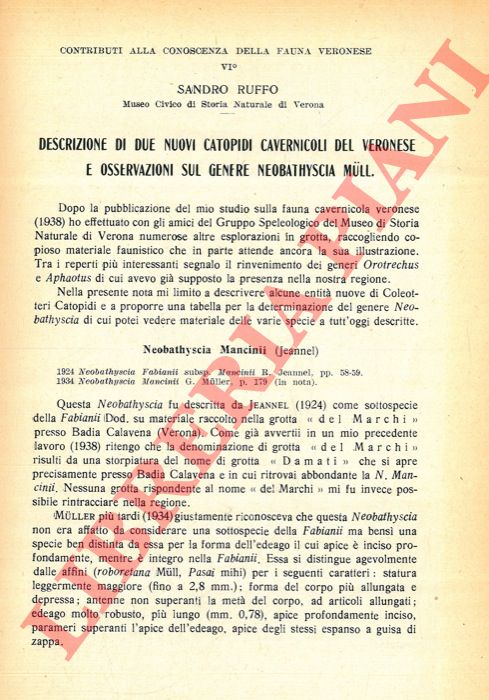 RUFFO Sandro - - Descrizione di due nuovi Catopidi cavernicoli del Veronese e osservazioni sul genere Neobathyscia Mull.