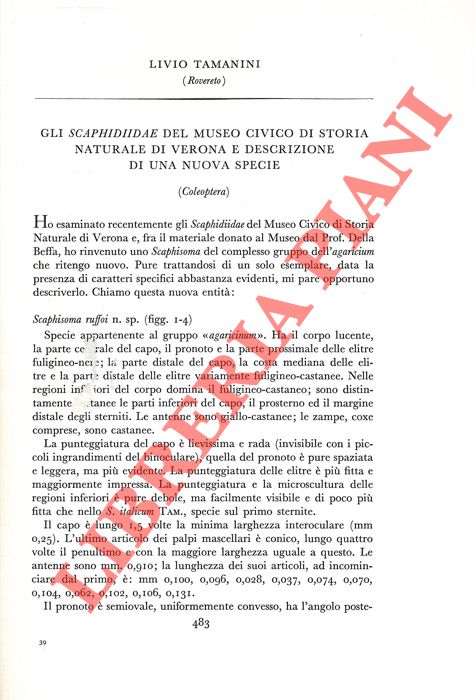 TAMANINI Livio - - Gli Scaphidiidae del Museo Civico di Storia Naturale di Verona e descrizione di una nuova specie (Coleoptera) .