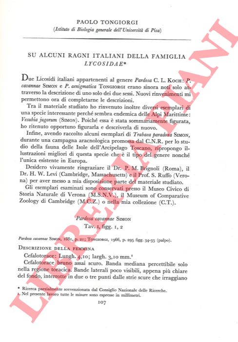 TONGIORGI Paolo - - Su alcuni ragni italiani della famiglia Lycosidae.