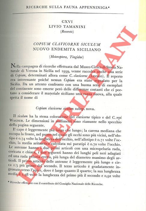 TAMANINI Livio - - Copium claviforme siculum nuovo endemita siciliano (Heteroptera, Tingidae) .