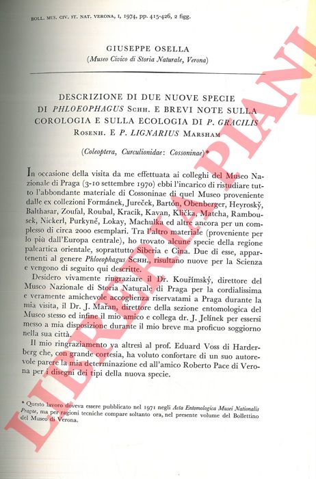 OSELLA Giuseppe - - Descrizione di due nuove specie di Phloeophagus Schh e  brevi note sulla corologia e sulla ecologia di P. gracilis Rosenh. e P. lignarius Marscham (Coleoptera, Curculionidae: Cossoninae) .