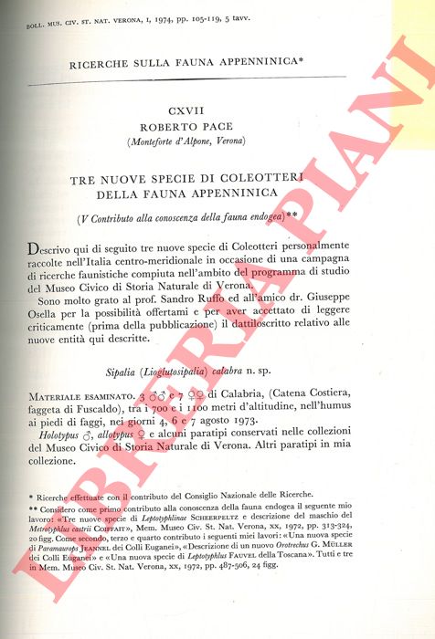 PACE Roberto - - Tre nuove specie di Coleotteri della fauna appenninica.