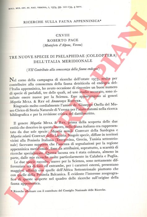 PACE Roberto - - Tre nuove specie di Pselaphidae (Coleoptera) dell'Italia meridionale.