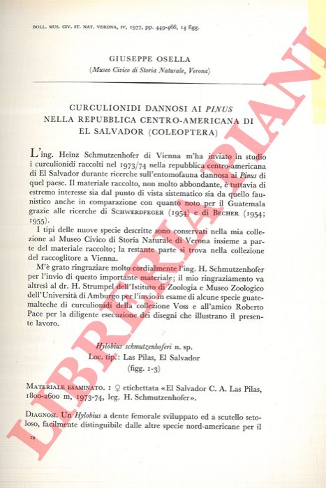 OSELLA Giuseppe - - Curculionidi dannosi ai Pinus nella repubblica centro-americana di El Salvador (Coleoptera) .