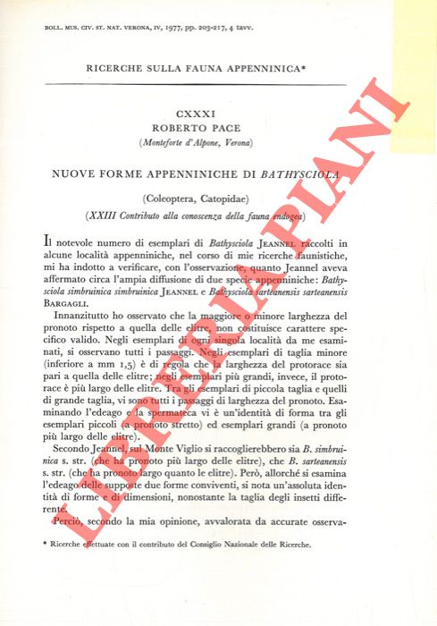 PACE Roberto - - Nuove forme appenniniche di Bathysciola (Coleoptera Catopidae) .