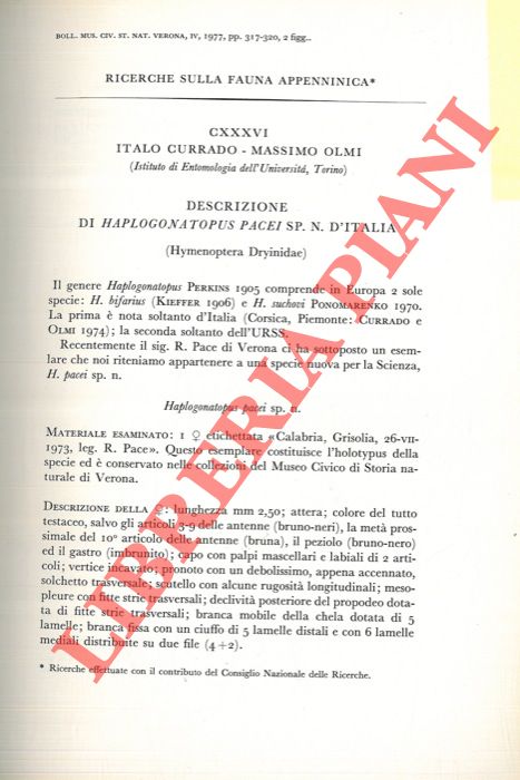 CURRADO Italo - OLMI Massimo - - Descrizione di Haplogonatopus pacei sp. n. d'Italia (Hymenoptera Dryinidae) .