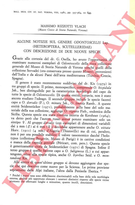 RIZZOTTI VLACH Massimo - - Alcune notizie sul genere Odontoscelis Lap. (Heteroptera, Scutelleridae) con descrizione di due nuove specie.