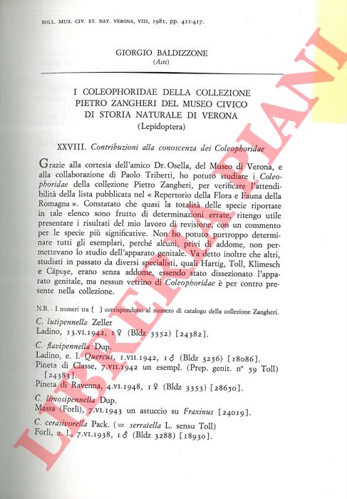 BALDIZZONE Giorgio - - I Coleophoridae della Collezione  Pietro Zangheri del Museo Civico di Storia Naturale di Verona (Lepidoptera) .