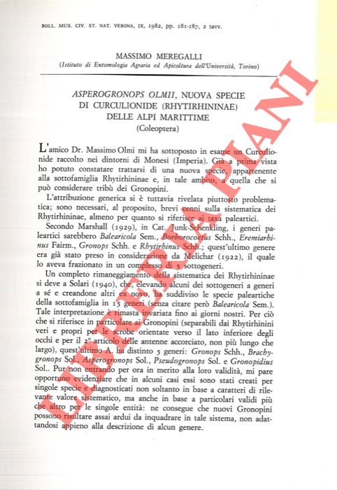 MEREGALLI Massimo - - Asperogronops olmii, nuova specie di Curculionide (Rhytirhininae) delle Alpi Marittime (Coleoptera) .