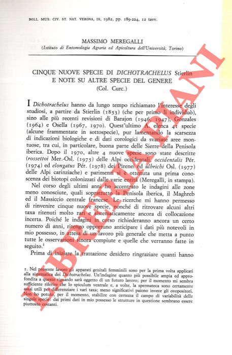 MEREGALLI Massimo - - Cinque nuove specie di Dichotrachelus Stierlin e note su altre specie del genere (Coleoptera Curculionidae) .