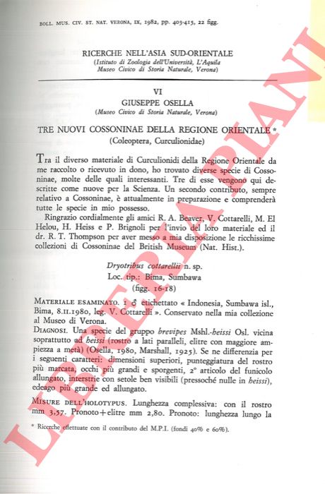 OSELLA Giuseppe - - Tre nuovi Cossoninae della regione orientale (Coleoptera Curculionidae) .