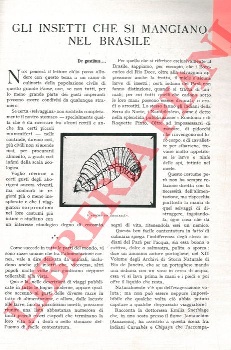RONNA Ernesto - - Gli insetti che si mangiano nel Brasile.