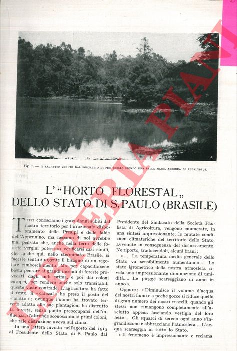 AZZOLINI O. - - L' 'Horto Florestal' dello Stato di S. Paulo (Brasile) .