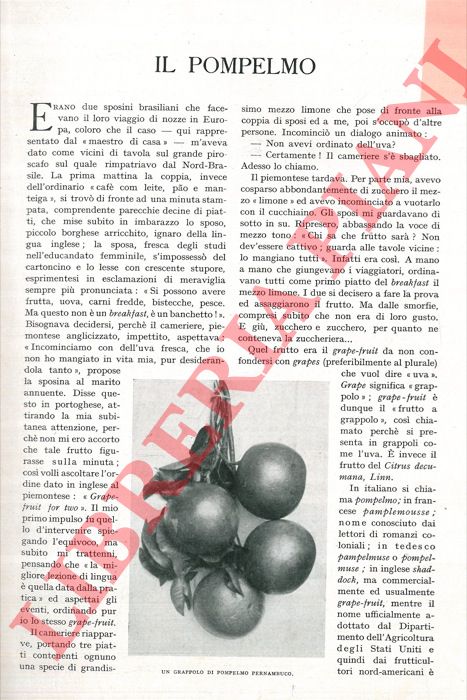 G. D. P. - - Il pompelmo.