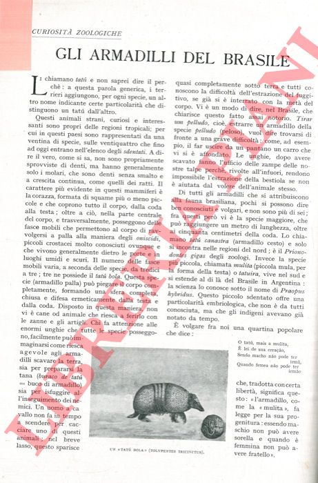 RONNA Ernesto - - Gli armadilli del Brasile.