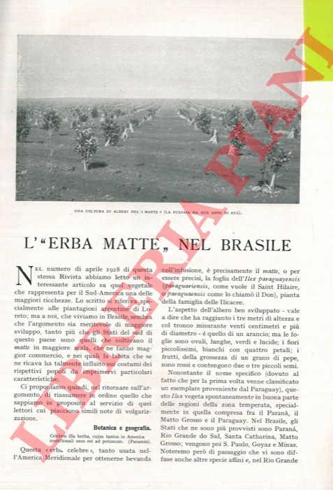 RONNA Ernesto - - L' 'Erba Matte' nel Brasile.