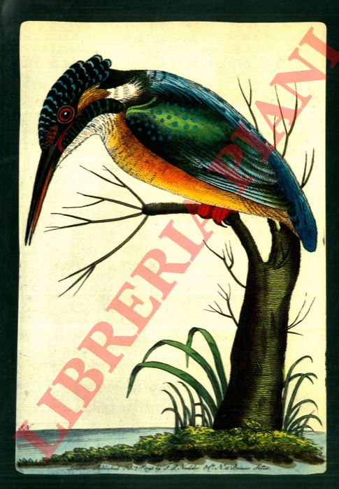 Antiquariaat Junk. Amsterdam - - Natural history & Travel. Catalogue n. 434.