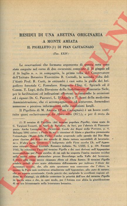 NEGRI G. - - Residui di una abetina originaria a Monte Amiata. Il Pigelleto di Pian Castagnaio.