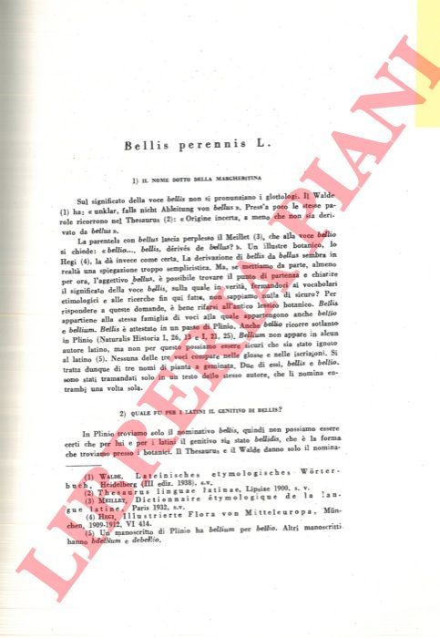 MINICUCCI M. J. - - Bellis perennis L.