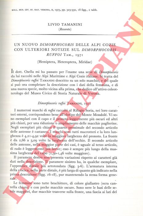 TAMANINI Livio - - Un nuovo Dimorphocoris delle Alpi Cozie con ulteriori notizie sul Dimorphocoris ruffoi Tam.1971. (Hemiptera, Heteroptera, Miridae) .