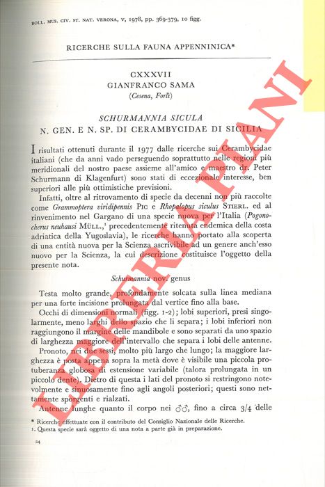 SAMA Gianfranco - - Schurmannia sicula n. gen. e n. sp. Di Cerambycidae di Sicilia.