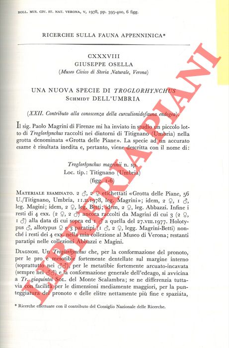 OSELLA Giuseppe - - Una nuova specie di Troglorhynchus Schmidt dell'Umbria.
