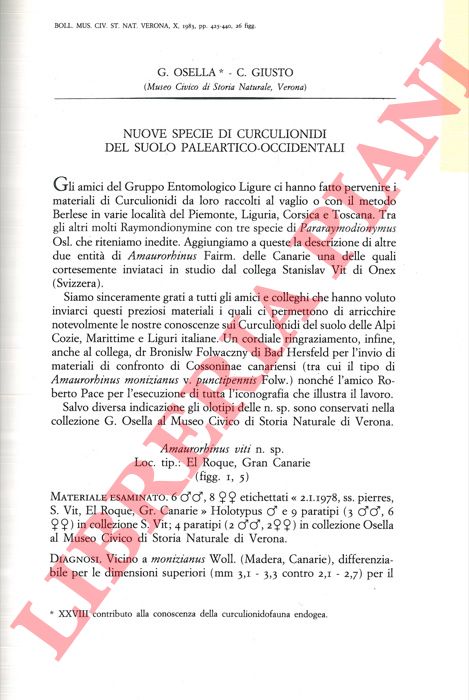 OSELLA Giuseppe - GIUSTO C. - - Nuove specie di Curculionidi del suolo paleartico-occidentali.