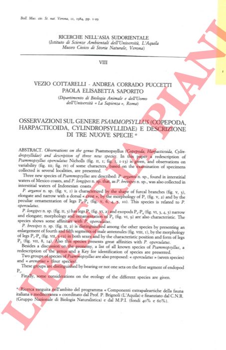 COTTARELLI Vezio - PUCCETTI Andrea Corrado - SAPORITO Paola Elisabetta - - Osservazioni sul genere Psammopsyllus (Copepoda, Harpacticoida, Cylindropsyllidae) e descrizione di tre nuove specie.