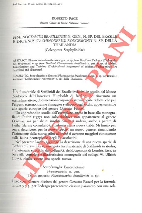 PACE Roberto - - Phaenoctavius brasiliensis n. gen. , n. sp. del Brasile e Tachinus (Tachinoderus) rougemonti n. sp. della Thailandia (Coleoptera, Staphylinidae) .