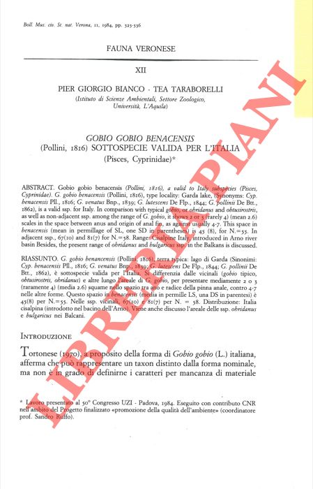 BIANCO Pier Giorgio - TARABORELLI Tea - - Gobio gobio benacensis (Pollini, 1816) sottospecie valida per l'Italia (Pisces, Cyprinidae) .