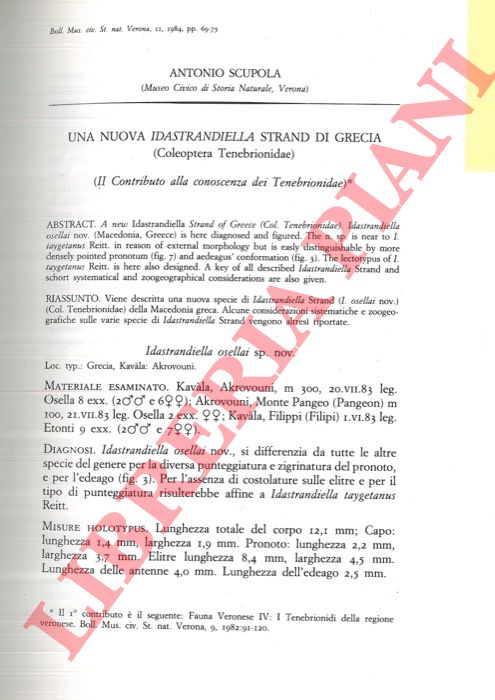 SCUPOLA Antonio - - Una nuova Idastrandiella Strand di Grecia (Coleoptera Tenebronidae) .