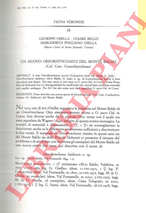 OSELLA Giuseppe - BELLO' Cesare - POGLIANO OSELLA Margherita - - Un nuovo Oreorhynchaeus del Monte Baldo (Col. Curc. Ceuthorhynchinae) .