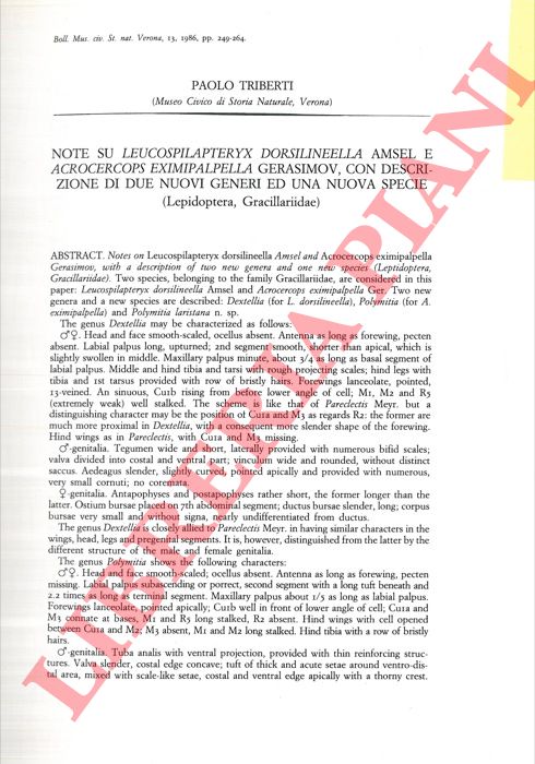 TRIBERTI Paolo - - Note su Leucospilapteryx dorsineella Amsel e Aerocercops eximipalpella Gerasimov, con descrizione di due nuovi generi ed una nuova specie (Lepidoptera, Gracillariidae) .