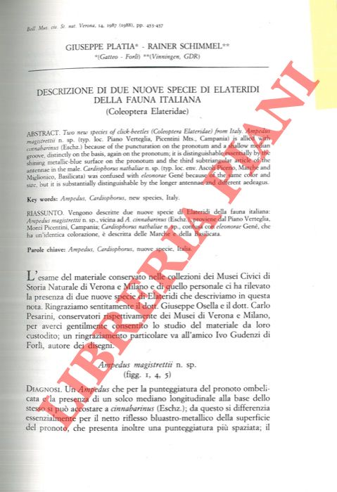 PLATIA Giuseppe - SCHIMMEL Rainer - - Descrizione di due nuove specie di Elateridi della fauna italiana (Coleoptera, Elateridae) .