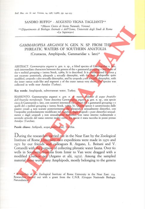 RUFFO Sandro - VIGNA TAGLIANTI Augusto - - Gammaropisa arganoi n. gen. n. sp. from the Phreatic Waters of Southern Anatolia (Crustacea, Amphipoda, Gammaridae s. lato) .